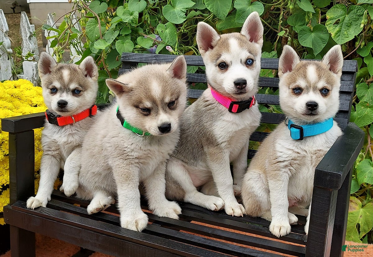 Miniature Husky Dog Alaskan Klee Kai Puppy Price Husky Dog Breed Alaskan  Klee Kai Miniature Siberian, image size:1200x827