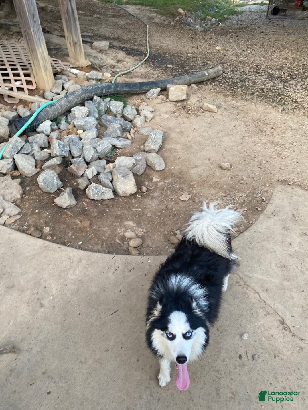 Pomsky dogs for sale: Jade - Ad 8