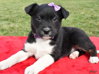 Mixed Breed dogs Maggie - Ad 4