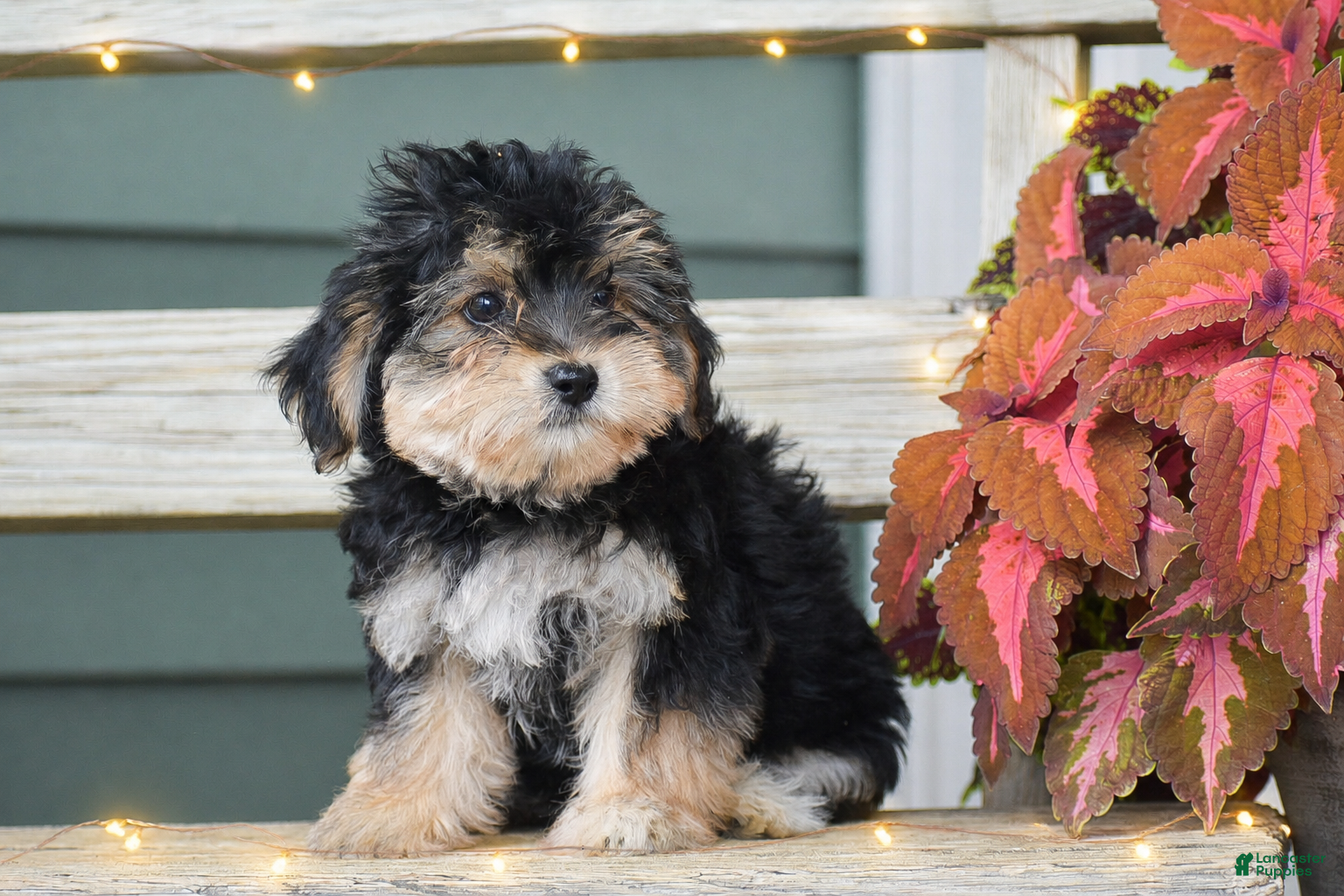Morkie dogs Sage - Ad 2