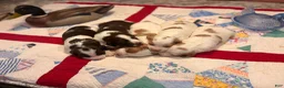 Brittany Spaniel dogs for sale: Brittany Spaniel 4 - Ad 3