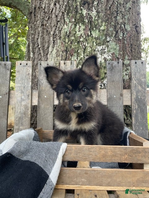 Pomsky dogs Duke - Ad 2