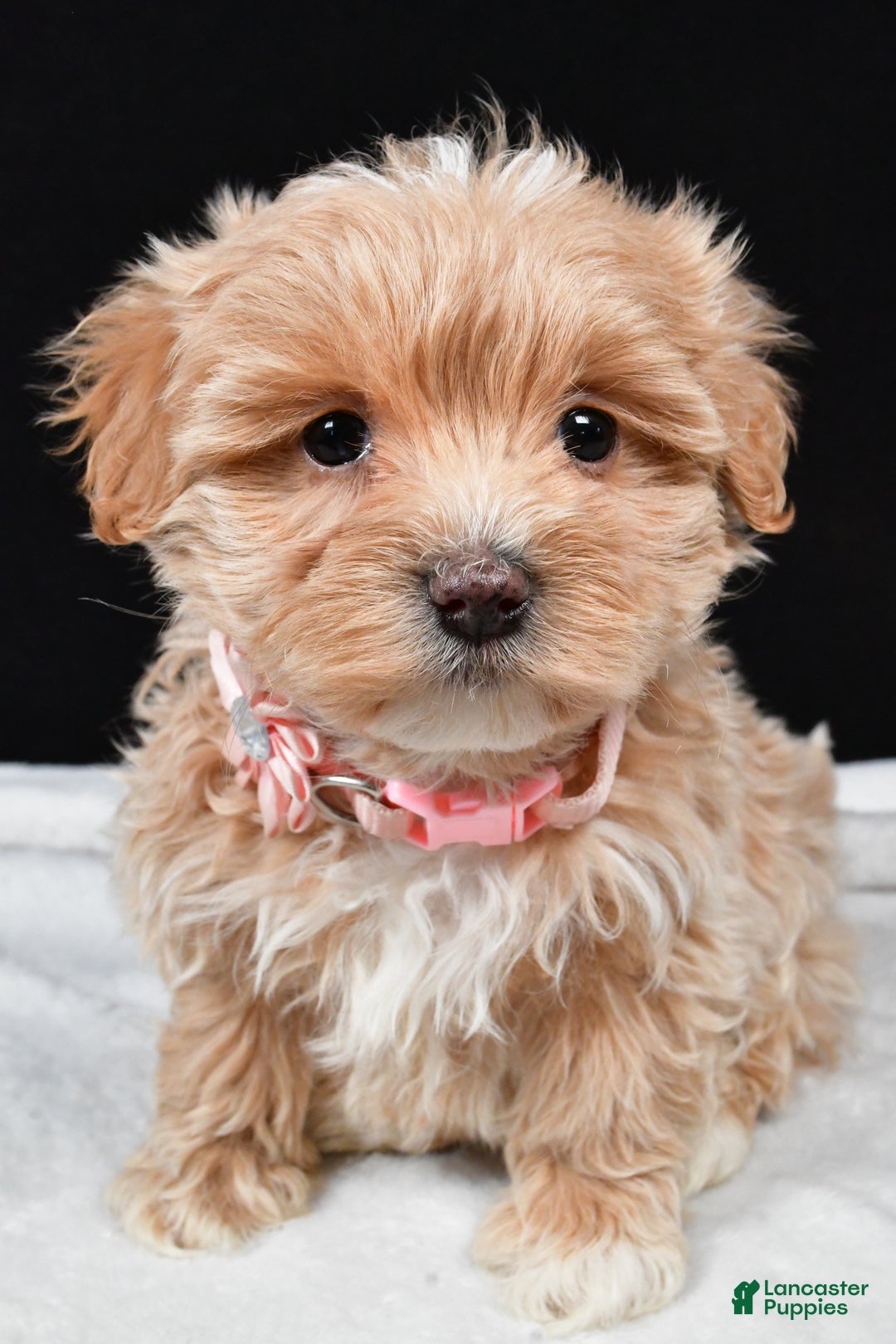 Maltipoo dogs for sale: Velvet - Ad 8