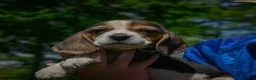 Beagle dogs for sale: Nash - Ad 7