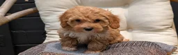 Havapoo dogs for sale: Bella - Ad 9