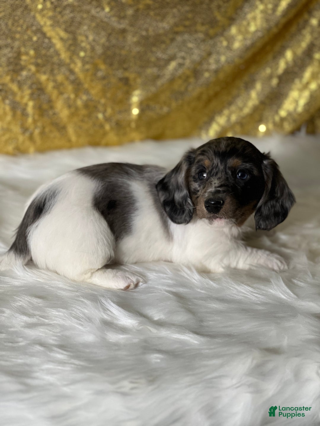 Dachshund dogs for sale: Trent - Ad 2