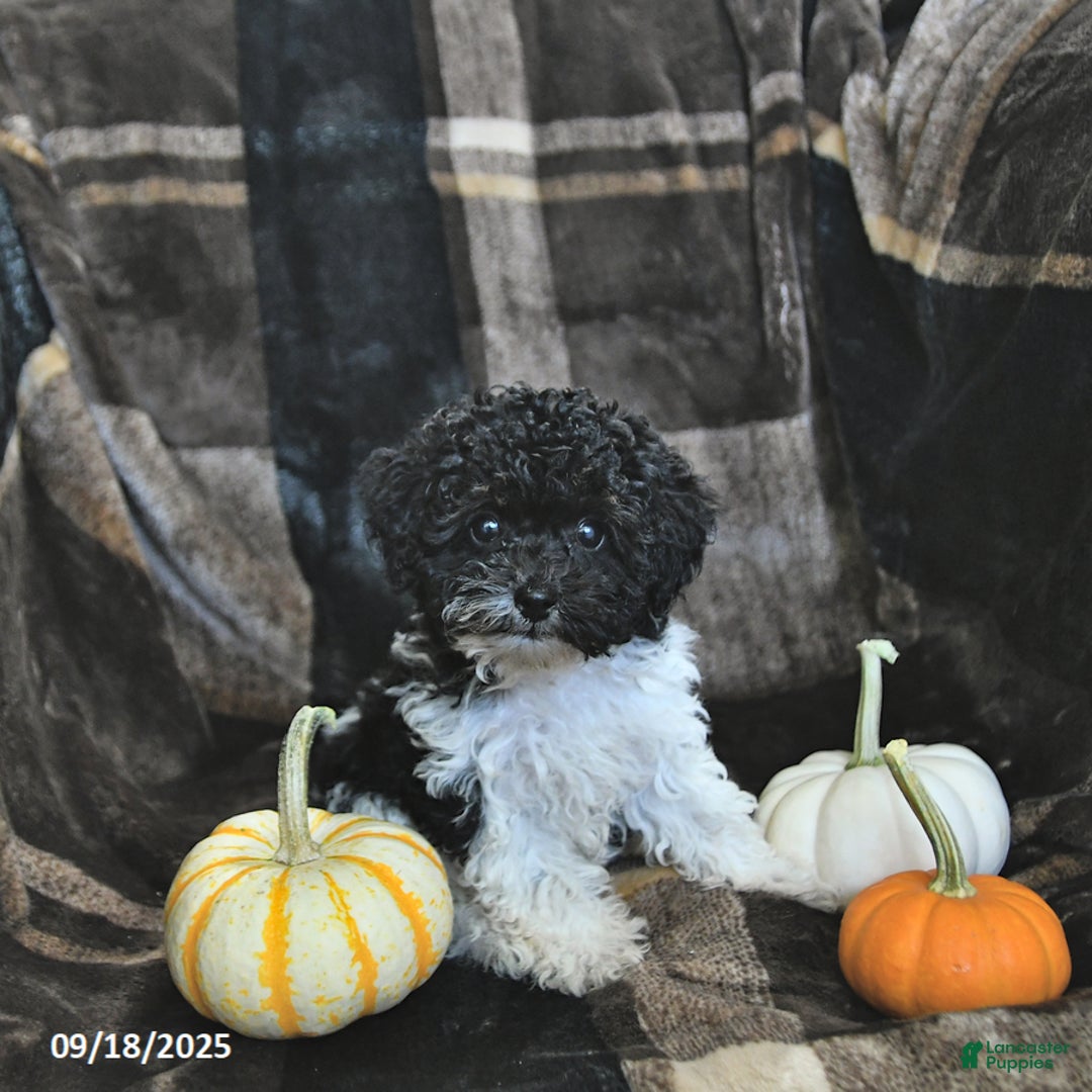 Toy Poodle dogs for sale: Kody - Ad 23