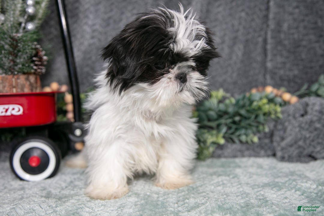 Shih Tzu dogs for sale: Tulip - Ad 3