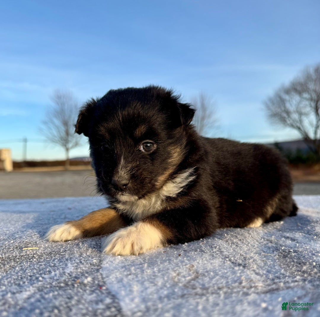 Miniature Australian Shepherd dogs for sale: Nova - Ad 5