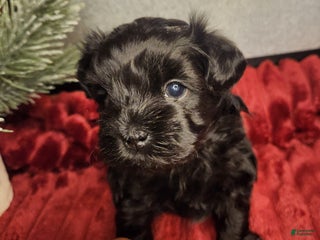 Shihpoo dogs Shihpoo Puppy 1 - Ad 10