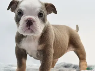 Mixed Breed dogs Deuce! Bulldog hybrid - Ad 33