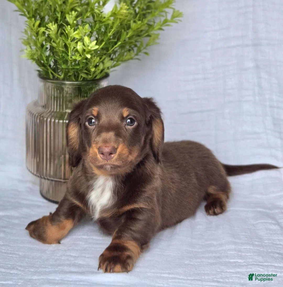 Miniature Dachshund dogs for sale: Bruno - Ad 2