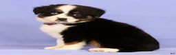 Miniature Australian Shepherd dogs for sale: Lydia - Ad 5