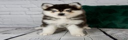 Pomsky dogs for sale: Gina - Ad 9