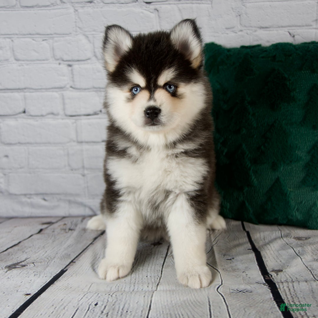 Pomsky dogs for sale: Gina - Ad 9