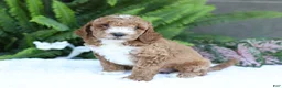 Mini Goldendoodle dogs for sale: Dexter - Ad 4