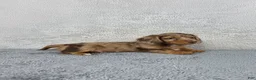 Miniature Dachshund dogs for sale: Clover - Ad 4