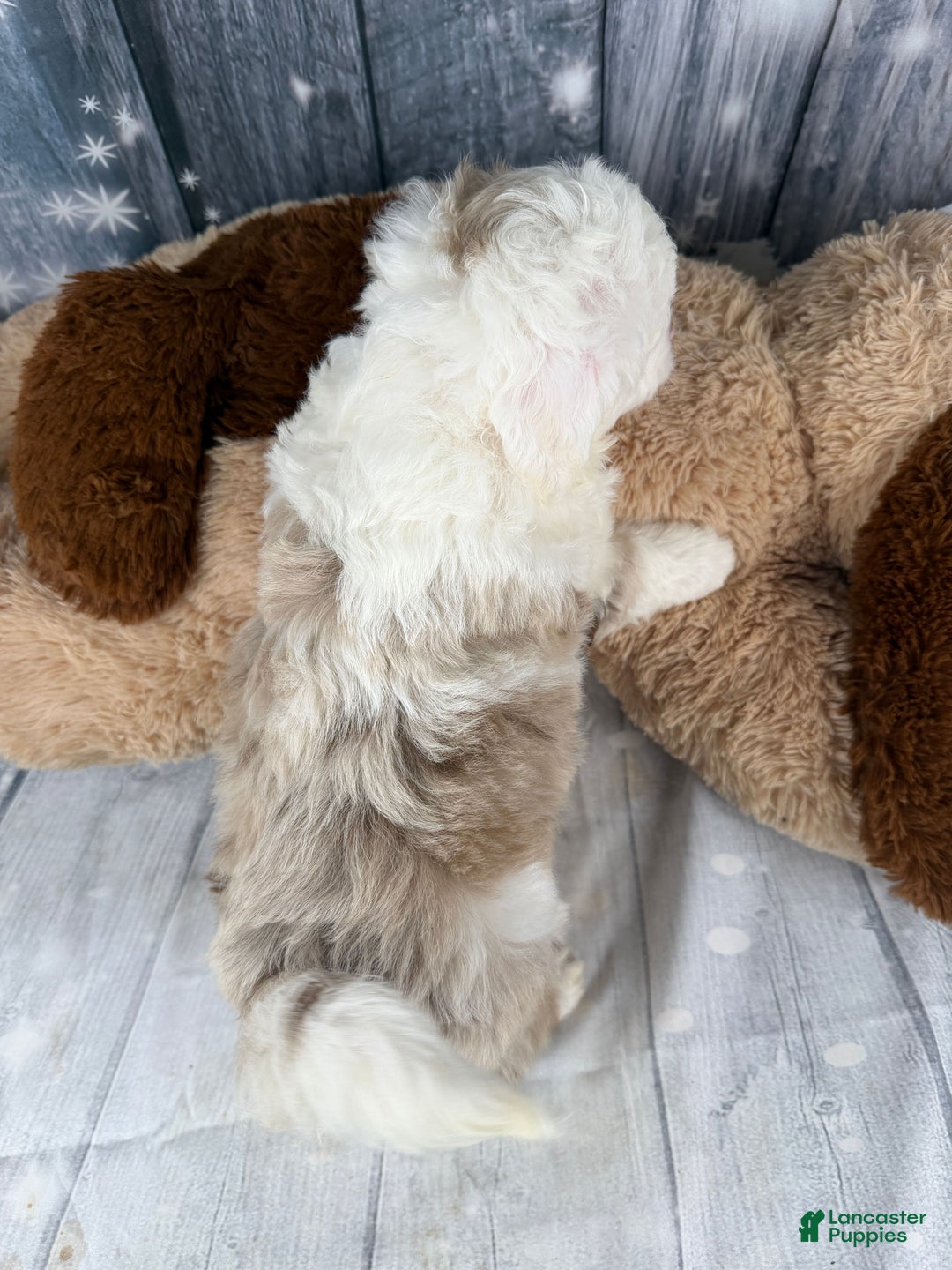 Aussiedoodle dogs for sale: Hayden - Ad 7