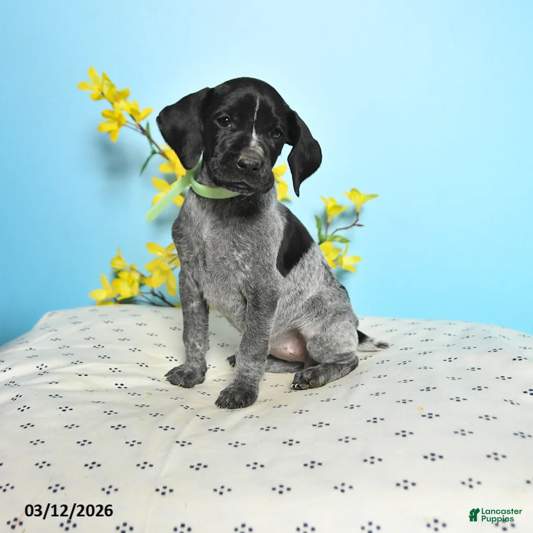 German Shorthaired Pointer dogs for sale: Tina - Ad 1