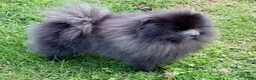 Pomeranian dogs for sale: Saint - Ad 15