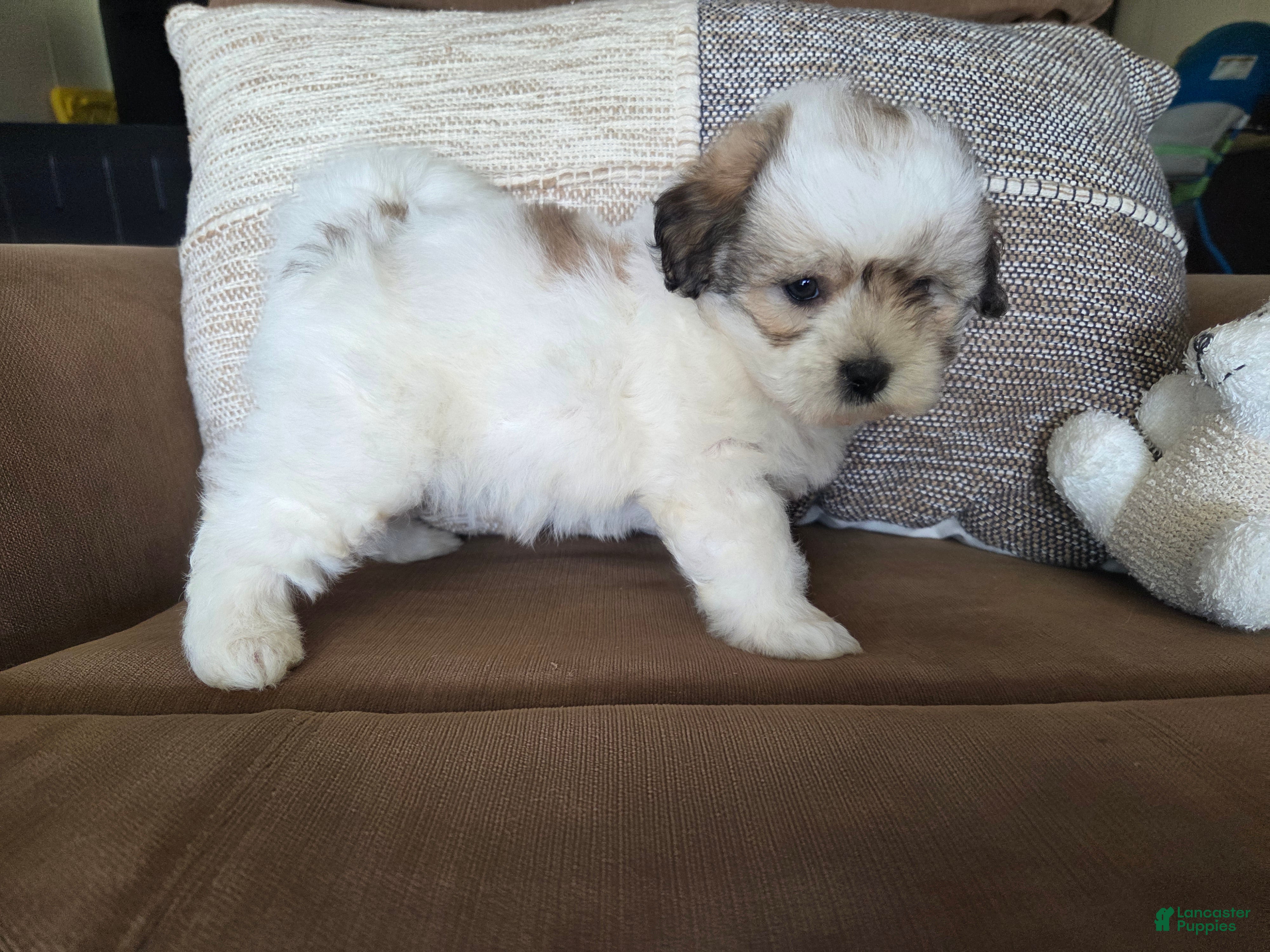 Maltipoo dogs Graham - Ad 2