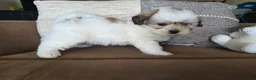 Maltipoo dogs for sale: Graham - Ad 2
