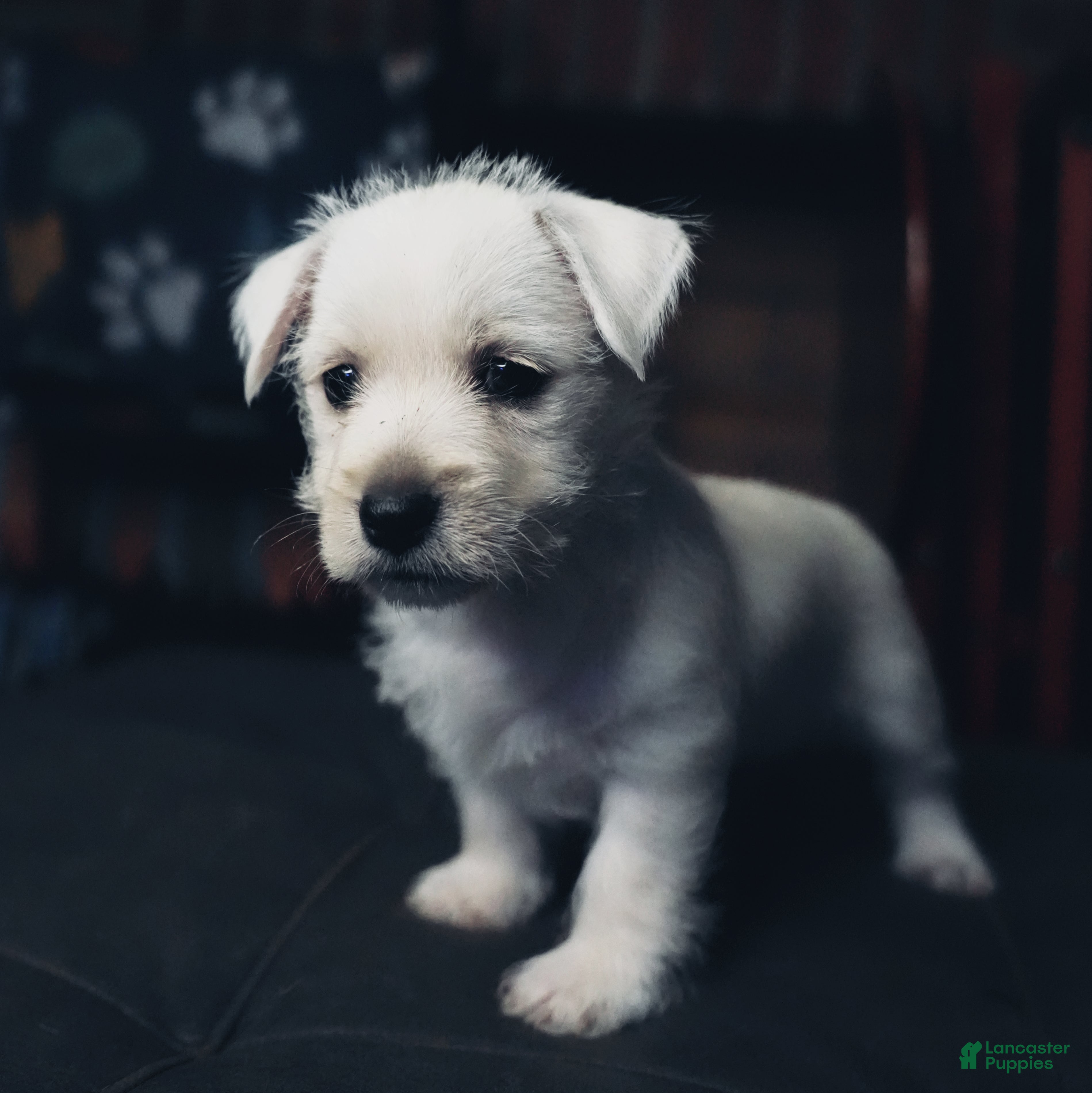 West Highland Terrier dogs Samantha - Ad 3