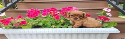 Cavalier King Charles Spaniel dogs for sale: Bronco - Ad 5