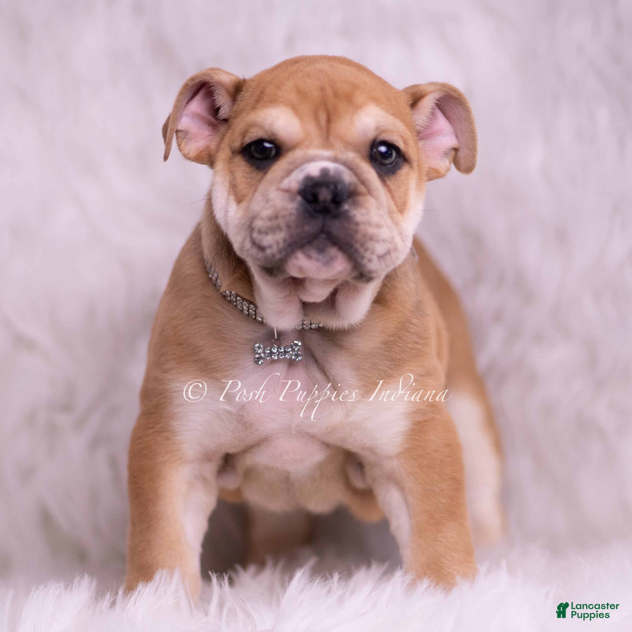 English Bulldog dogs Hulk - Ad 1