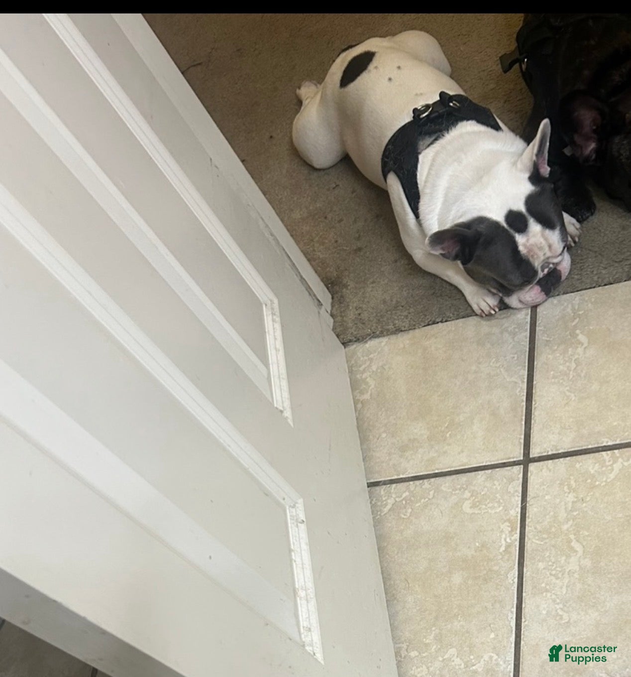 French Bulldog dogs P frenchie male  - Ad 16