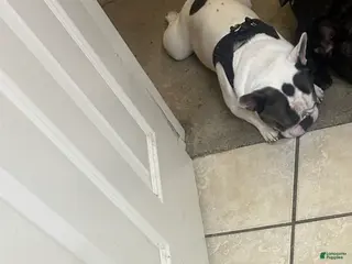 French Bulldog dogs P frenchie male - Ad 16