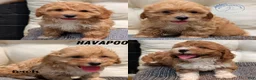 Havapoo dogs for sale: Baxter  - Ad 12