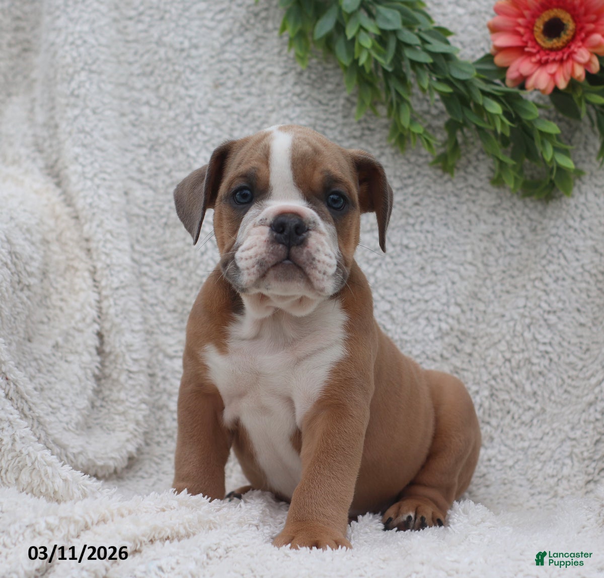 English Bulldog dogs Ronnie - Ad 1