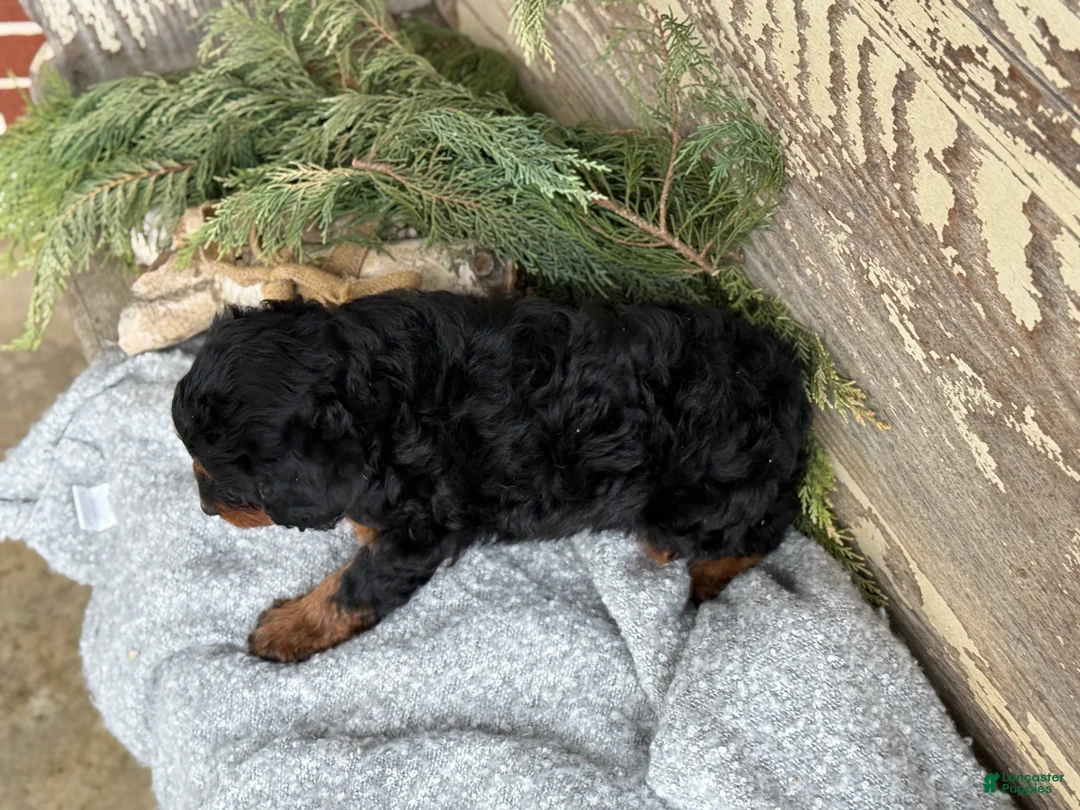Mixed Breed dogs for sale: Marsh - Ad 15