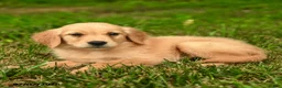 Golden Retriever dogs for sale: Millie - Ad 3