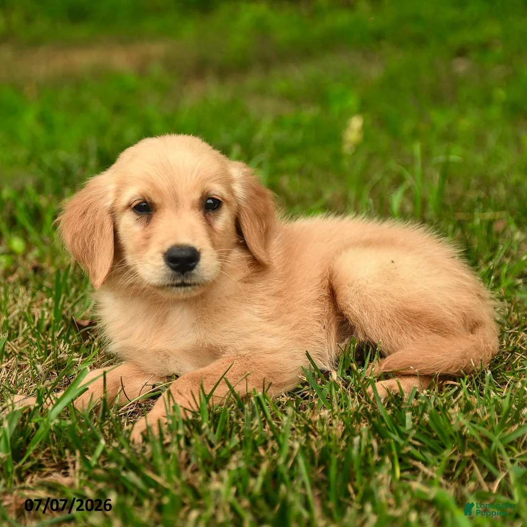 Golden Retriever dogs for sale: Millie - Ad 3