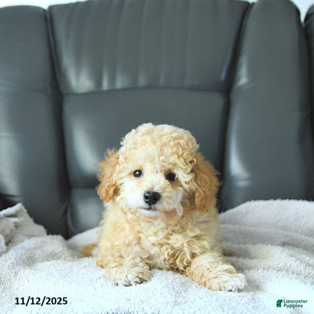 Havapoo dogs for sale: Prince EXTRA SMALL - Ad 2