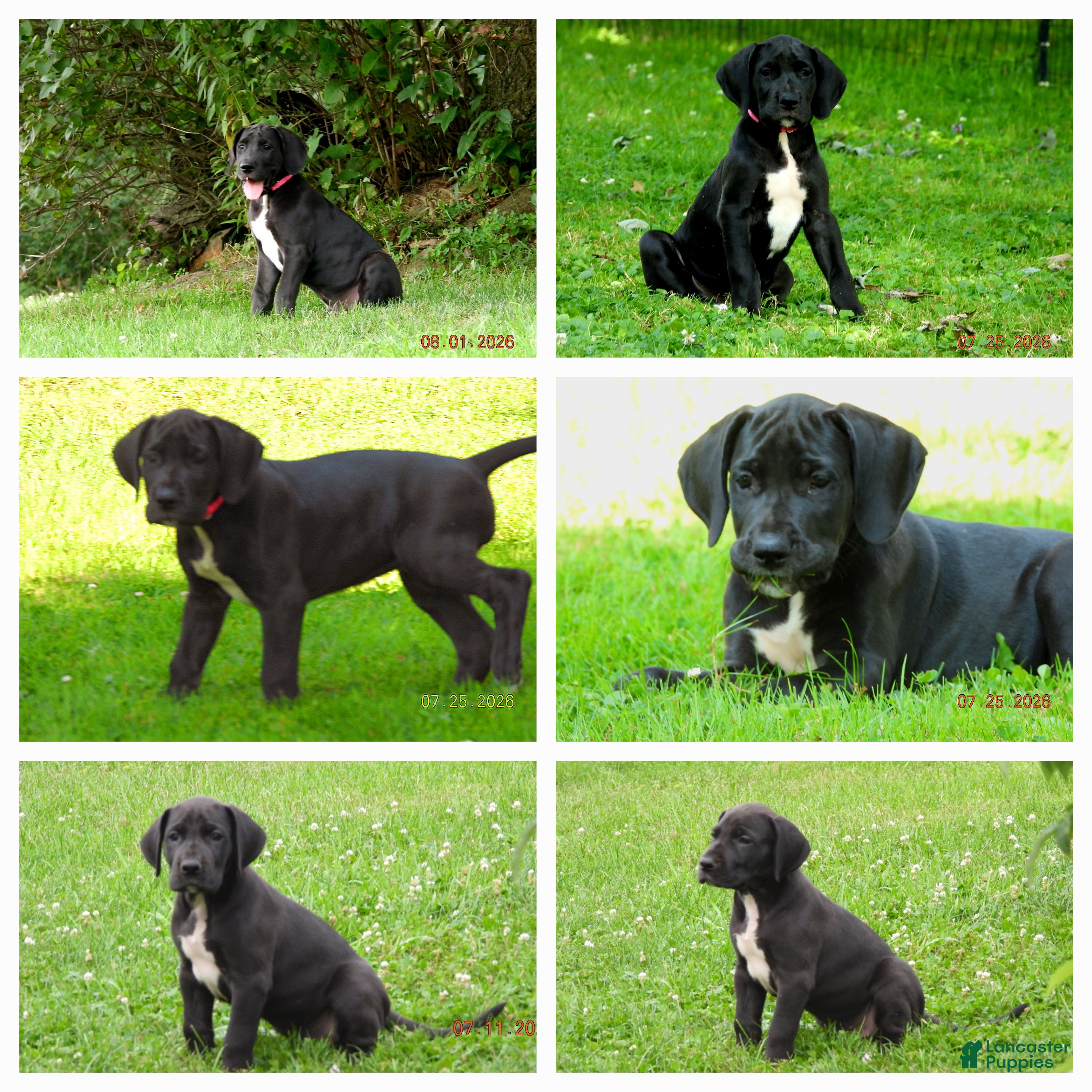 Great Dane dogs Great Dane 5 - Ad 2