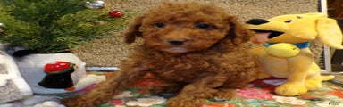 Miniature Poodle Puppy 4 Duke