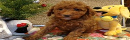Miniature Poodle dogs for sale: Miniature Poodle Puppy 4 Duke - Ad 1