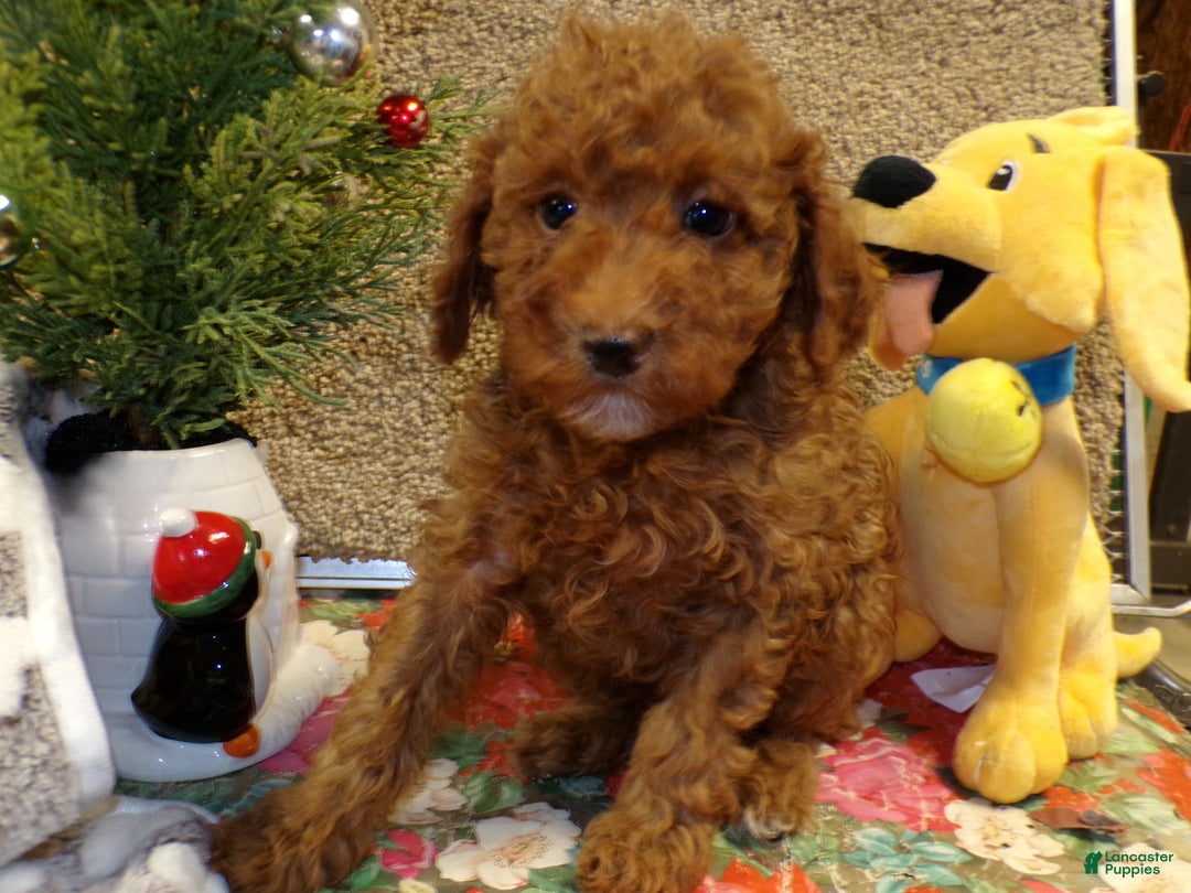 Miniature Poodle dogs for sale: Miniature Poodle Puppy 4 Duke - Ad 1