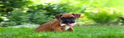 Boxer dogs for sale: Lily - Ad 3