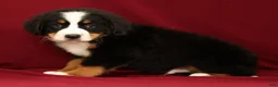 Bernese Mountain Dog dogs for sale: Buddy - Ad 6