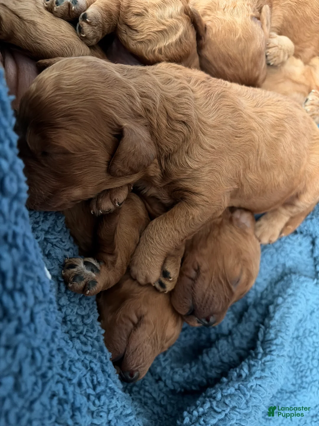 Mini Goldendoodle dogs for sale: Mini Goldendoodle Puppy 1 - Ad 1