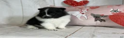 Pomeranian dogs for sale: Panda  - Ad 4