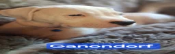 American Bulldog dogs for sale: Ganondorf  - Ad 3