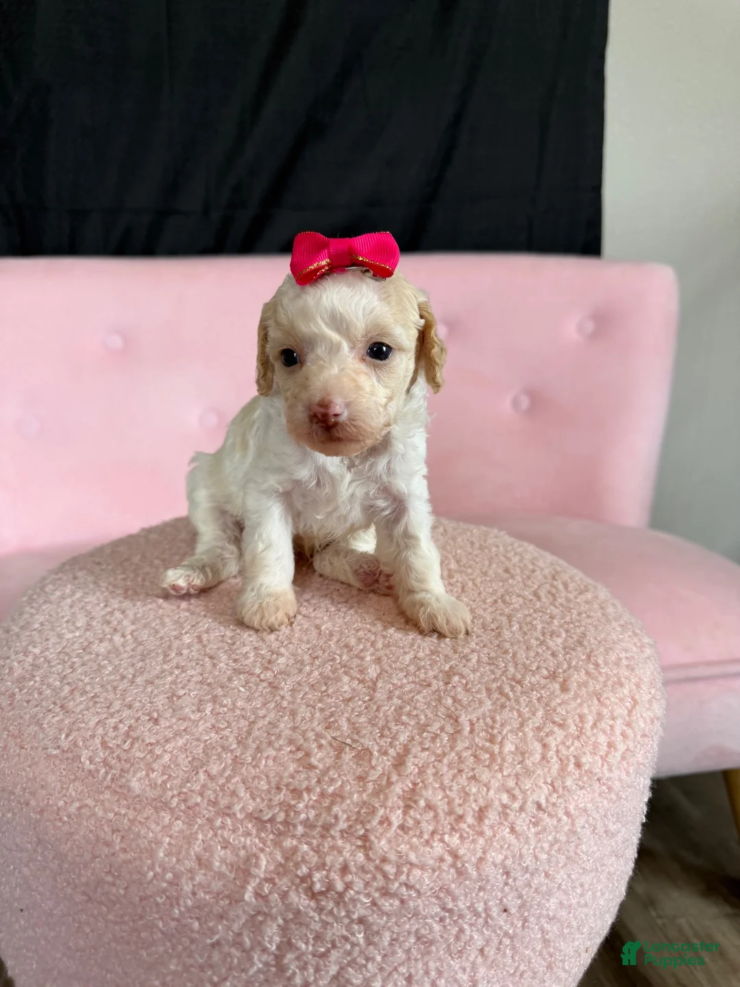 Miniature Poodle dogs for sale: Akc Clear 🧬 tested Chocolate Phantom Parti Girl  - Ad 2