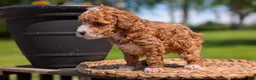 Miniature Poodle dogs for sale: Macy - Ad 7