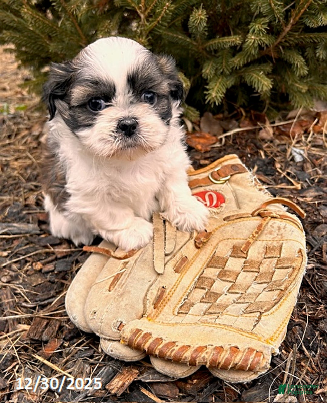 Shih Tzu dogs for sale: Buster - Ad 2