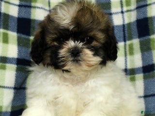 Teddy Bear dogs - Ad 22